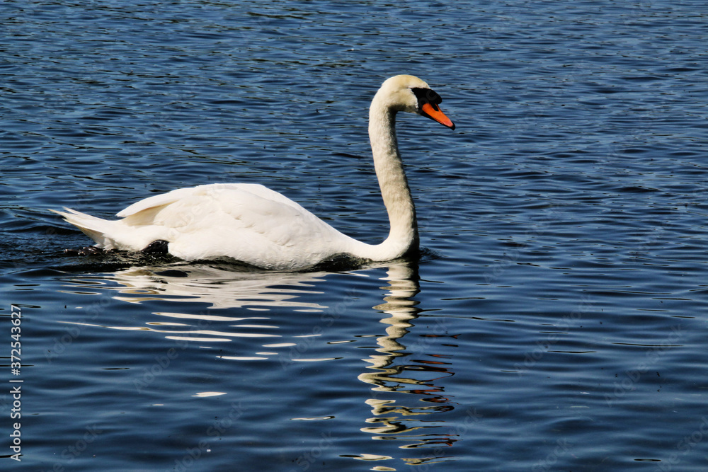 Obraz premium A view of a Mute Swan