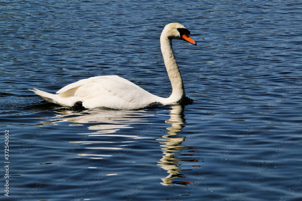 Naklejka premium A view of a Mute Swan