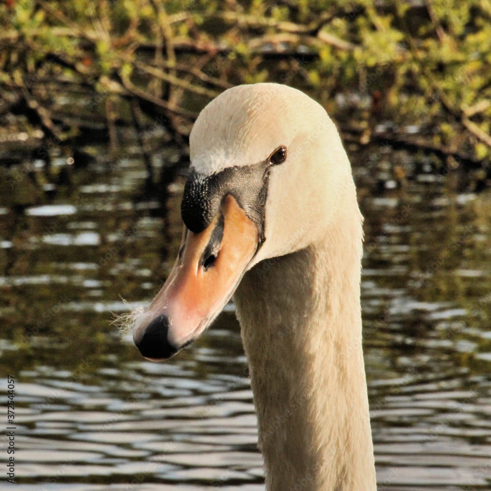 Obraz premium A view of a Mute Swan on the water