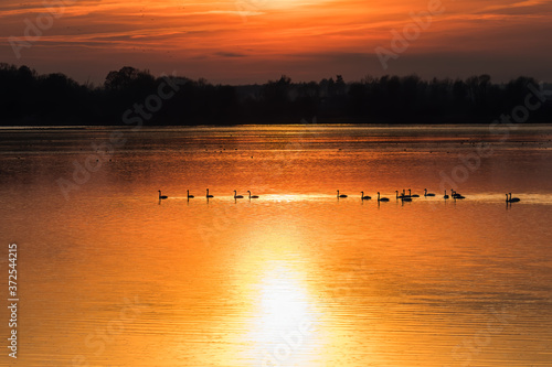 Romantyczny zachód słońca i stado ptaków swobodnie pływające po wodzie