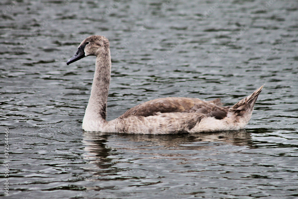 A view of a Mute Swan on the water A view of a Mute Swan on the water