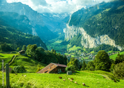 Sheep grazing on a mountain hillside, Lauterbrunnen valley and village of Laturbrennen, Switzerland in the background.