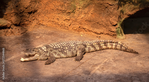 zoo krokodyl