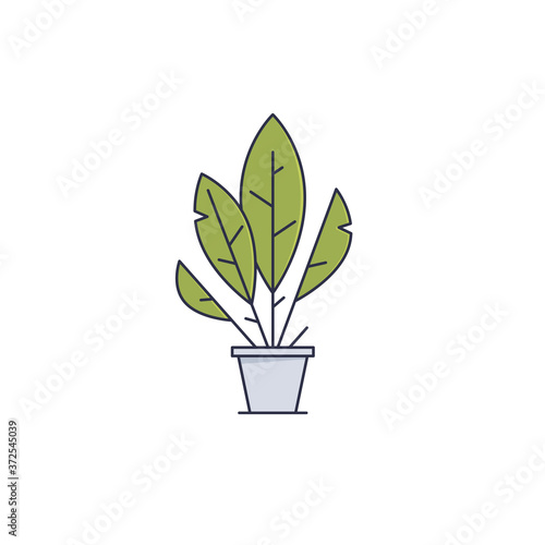 Home plant