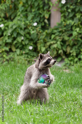 Little raccoon plays in summer on green grass