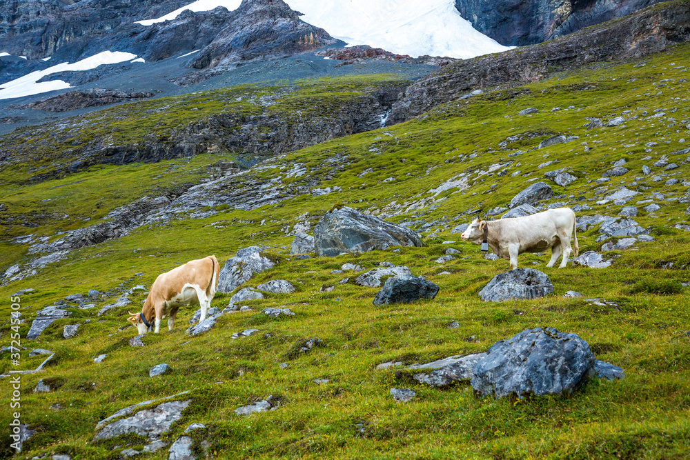 Two Brown Swiss cows grazing along the Eiger trail in the Alps mountains above Lauterbrunnen, Switzerland.