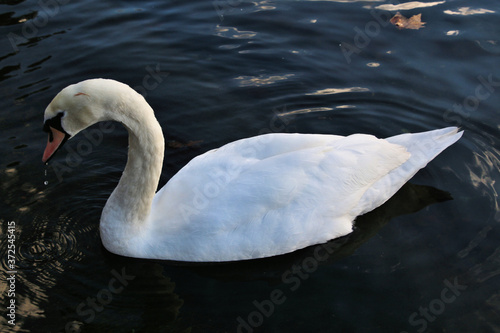 A view of a Mute Swan