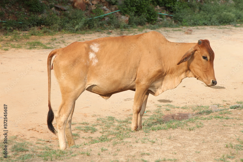 Fototapeta premium Cow in the field