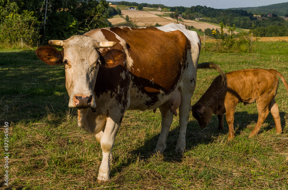 Mother cow with calf Mother cow with calf