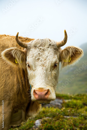 A Brown Swiss cow grazing along the Eiger trail in the Alps mountains above Lauterbrunnen, Switzerland.