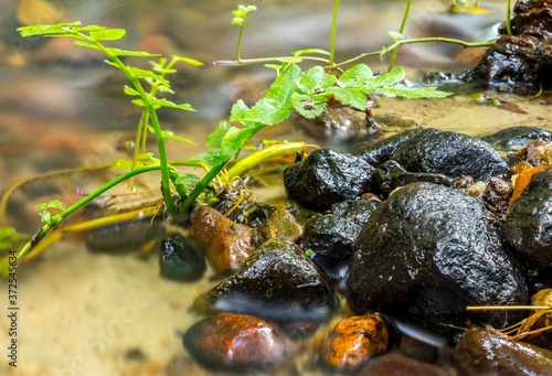 Obraz na płótnie Natura... Woda.. Las... w salonie