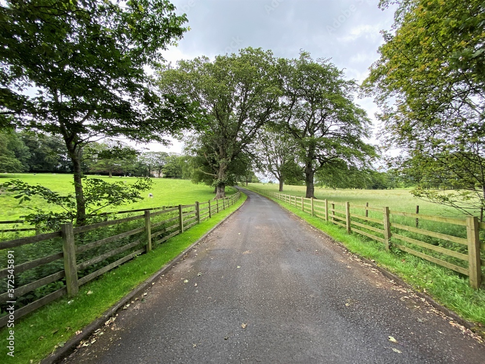 Country lane, with wooden fencing, trees and fields in, Eshton, Skipton, UK