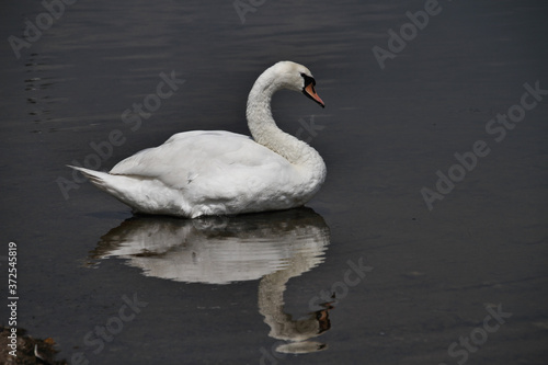 Fototapeta Naklejka Na Ścianę i Meble -  A view of a Mute Swan