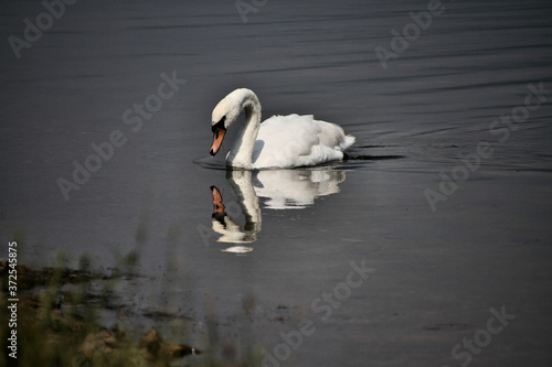 A view of a Mute Swan