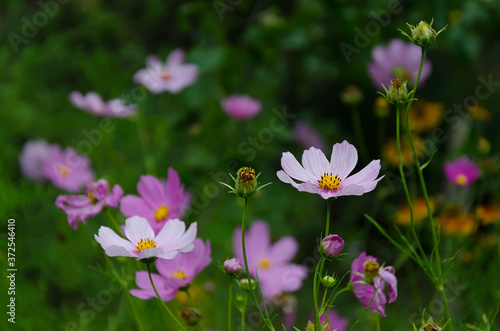 Beautiful natural pink cosmos in the garden close up
