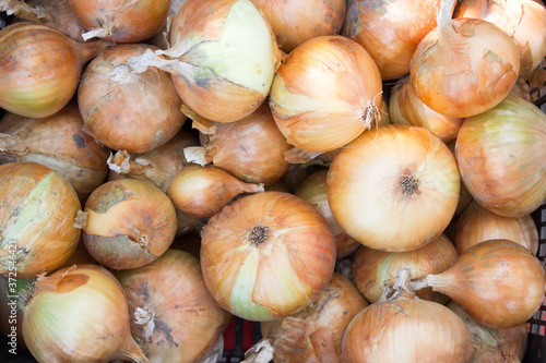 Harvest onions, many of orange onions autumn background