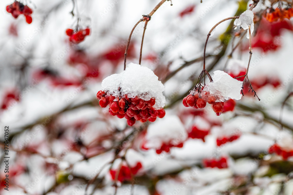 Red bunches of viburnum in the snow Red bunches of viburnum in the snow