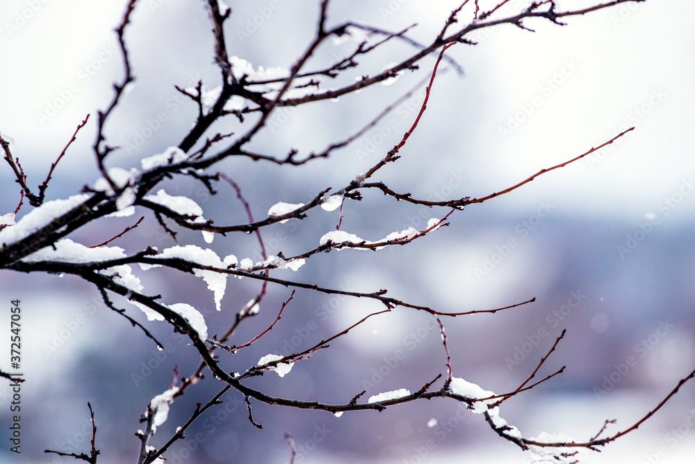 Snow-covered tree branch on a blurred background Snow-covered tree branch on a blurred background