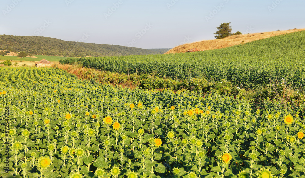 Sunflower fields near Soria, Spain