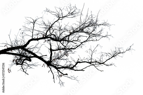 Black silhouette of a branch tree on a light background