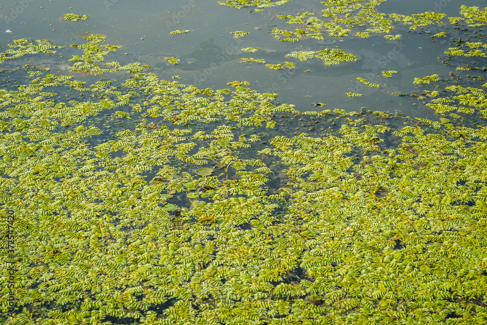 Unblown plants of young water lilies on water 