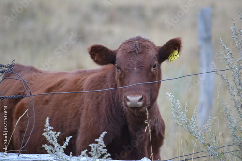 Rind/Kuh in Montana/ USA photo