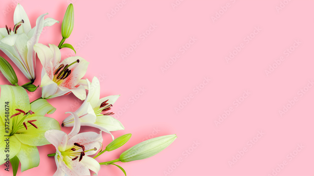 Beautiful lily flowers and buds isolated on a pink background. Top view
