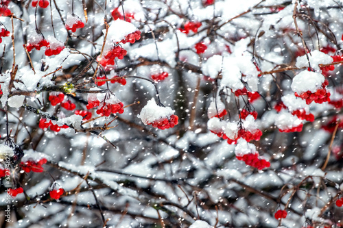 Red viburnum during a heavy snowfall, winter background