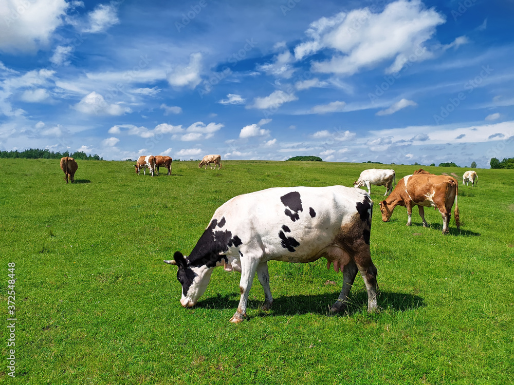 cow grazes on a field in summer cow grazes on a field in summer