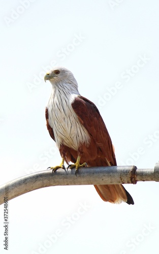 Close up view of soaring or gliding of booted brown eagle with  full wing open indian brown eagle hawk sitting hd background 