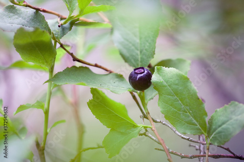 Fresh ripe huckleberries