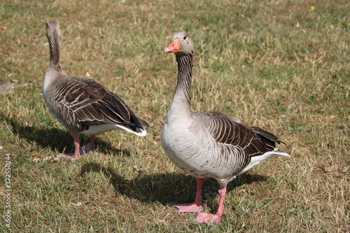 Greylag goose Anser anser, Sweden