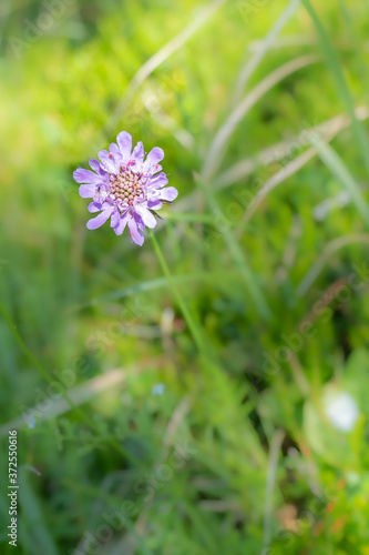 Wallpaper Mural Blume mit roten Blattläusen Torontodigital.ca