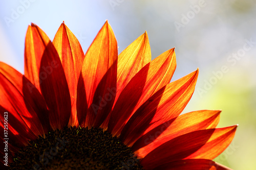 Close up sunflower petals with sun backlight