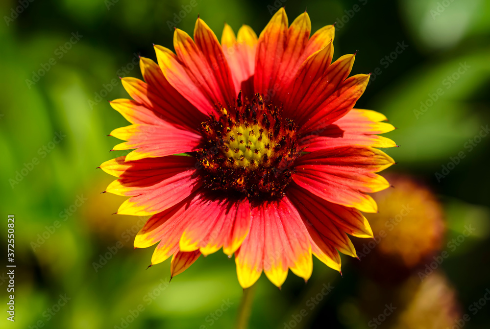 Indian Blanket Fire Wheel Flower Indian Blanket Fire Wheel Flower