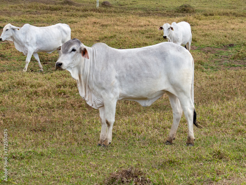 Nellore cattle in the farm pasture