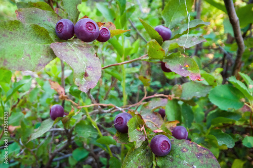 Tableau sur toile ripe delicious huckleberries on the plant