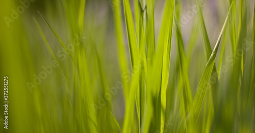 Leaves panoramic green grass background with copy space for text or image.