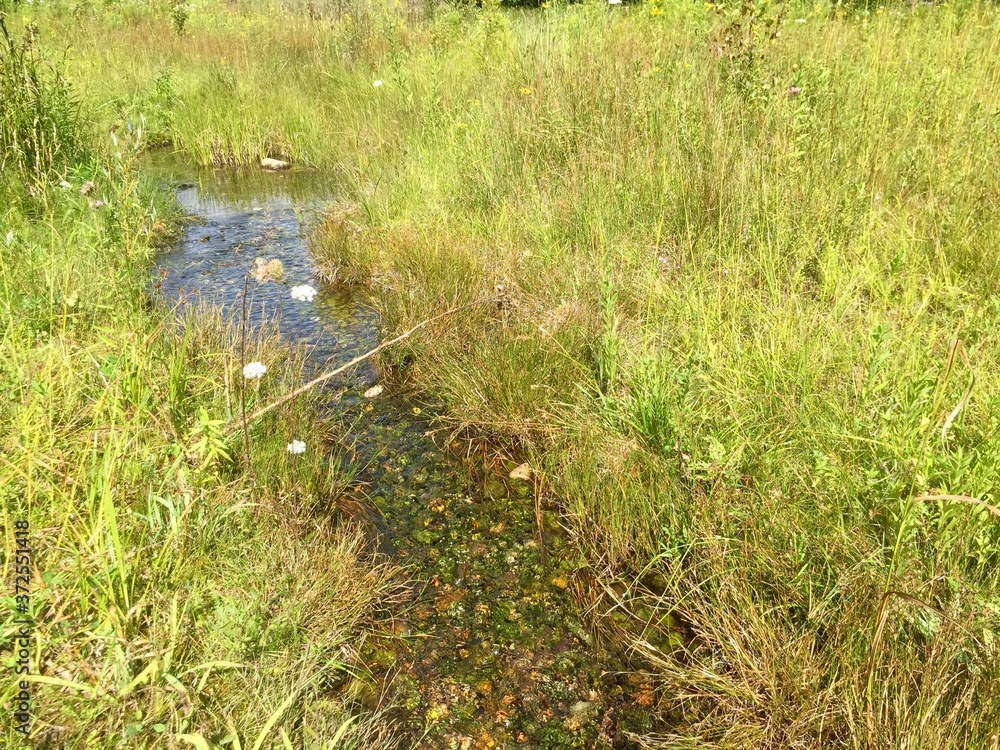 Stream in the woods Stream in the woods