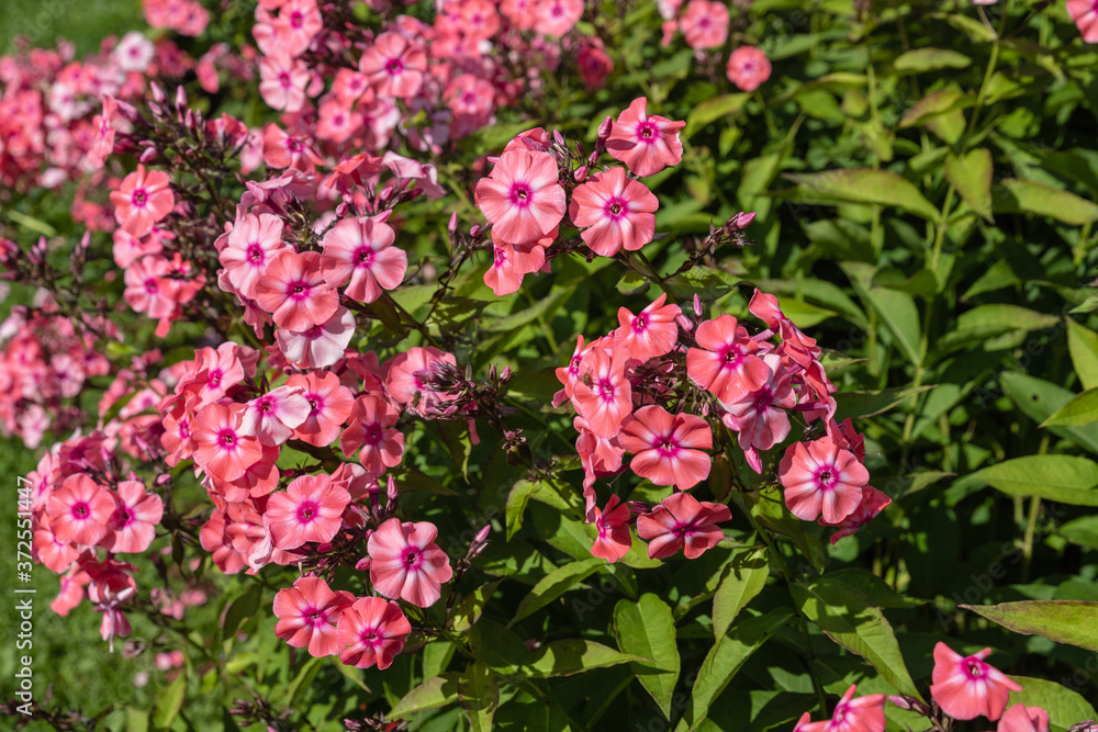 pink flowers in a garden