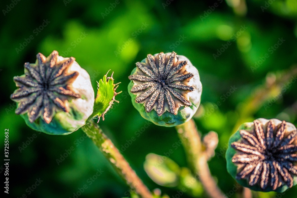 poppy seed heads poppy seed heads