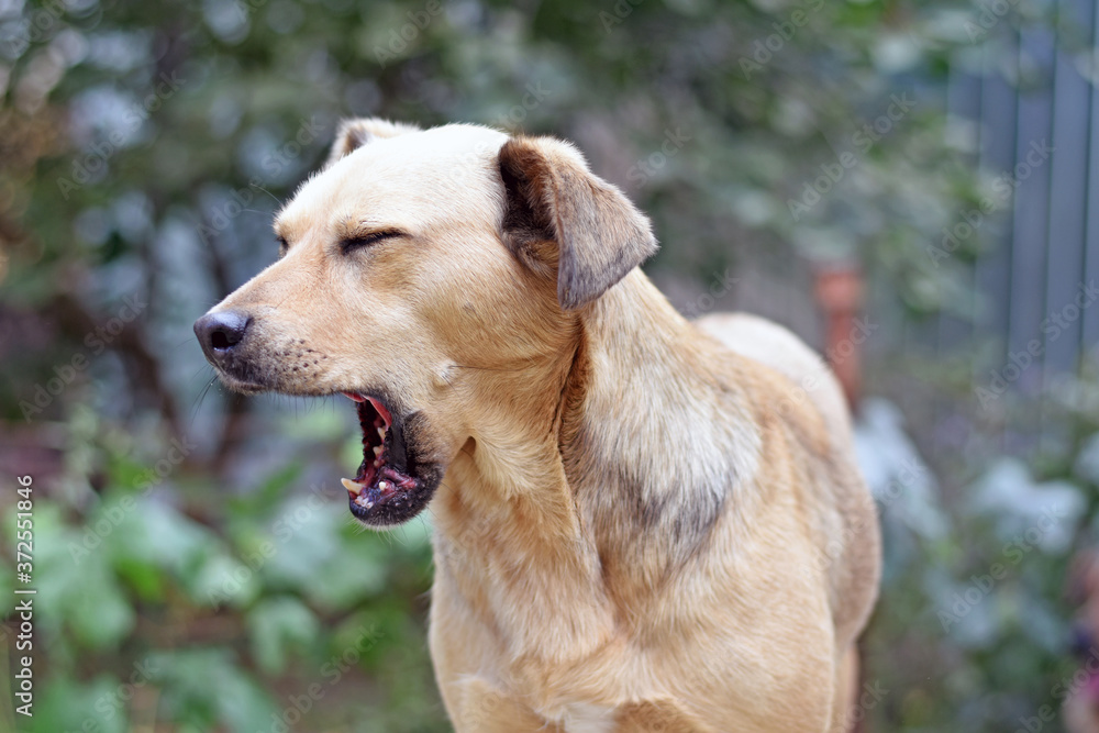 the dog yawns with its mouth wide open the dog yawns with its mouth wide open