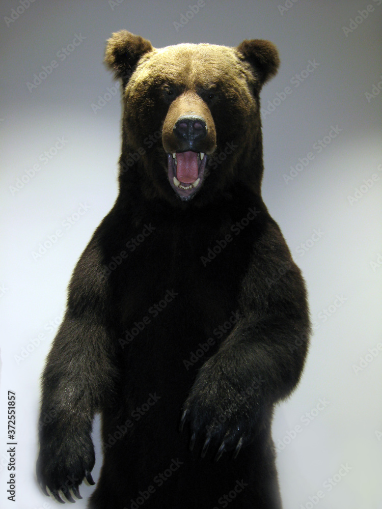 Fototapeta premium Brown bear stuffed with opened mouth. Big animal