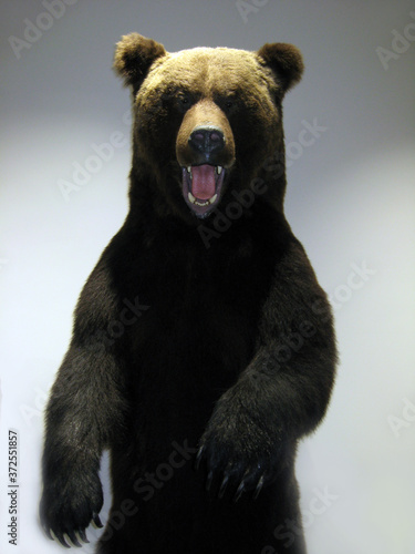 Brown bear stuffed with opened mouth. Big animal