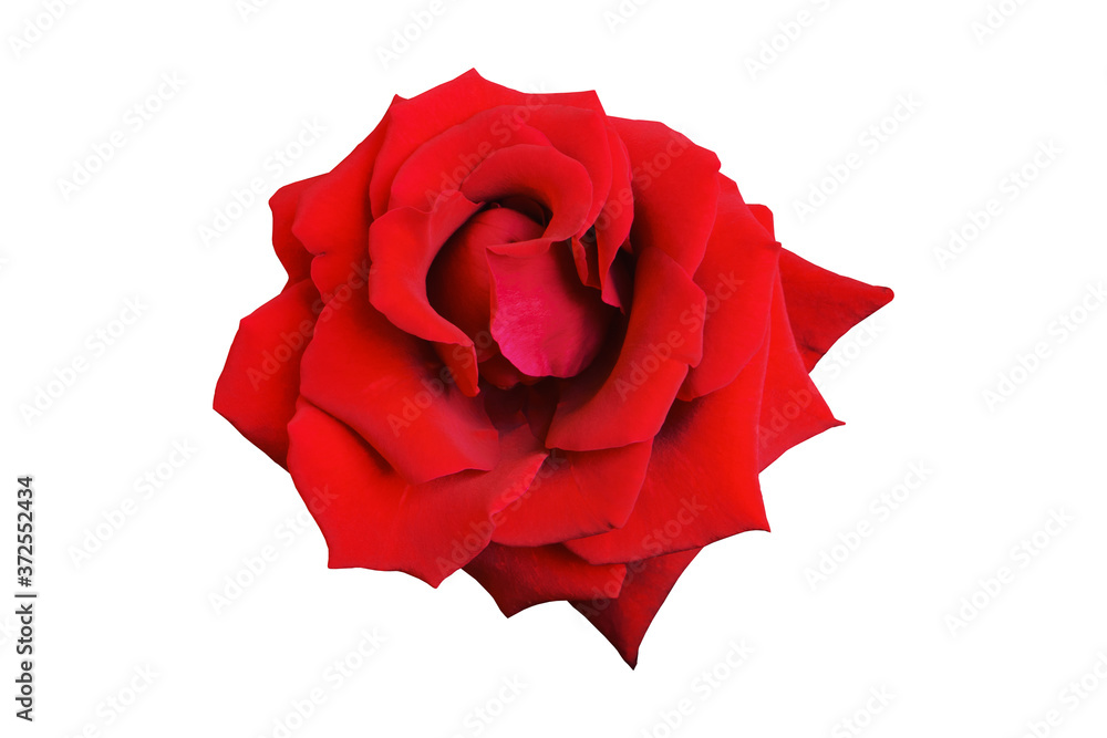 red rose on white background red rose on white background