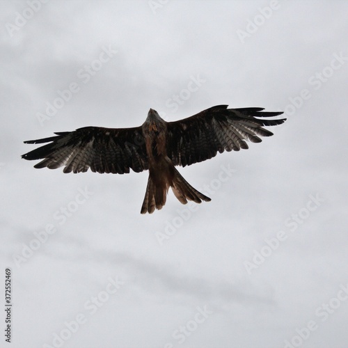 eagle in flight