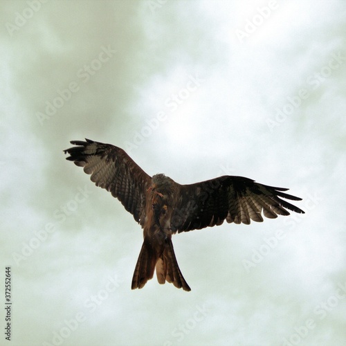 A view of a Red Kite in flight