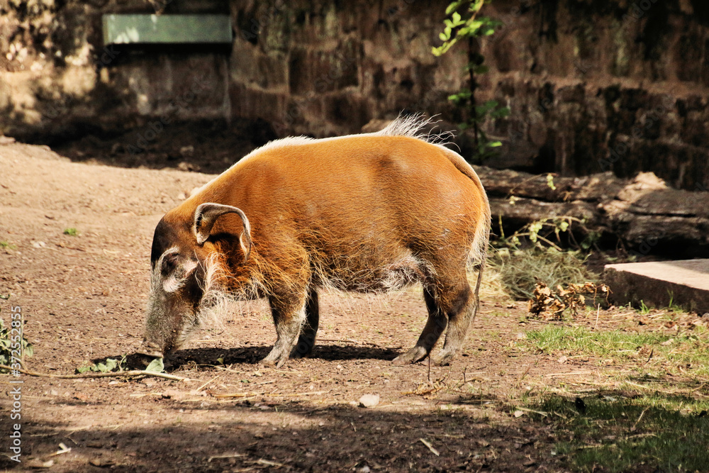 A close up of a Red River Hog A close up of a Red River Hog