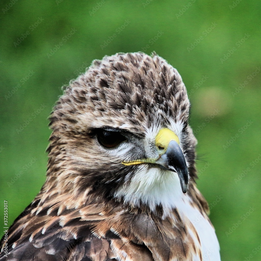 Obraz premium A Red Tailed Buzzard