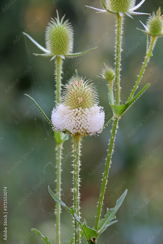 Blooming in a meadow Dipsacus laciniatus close up Blooming in a meadow Dipsacus laciniatus close up